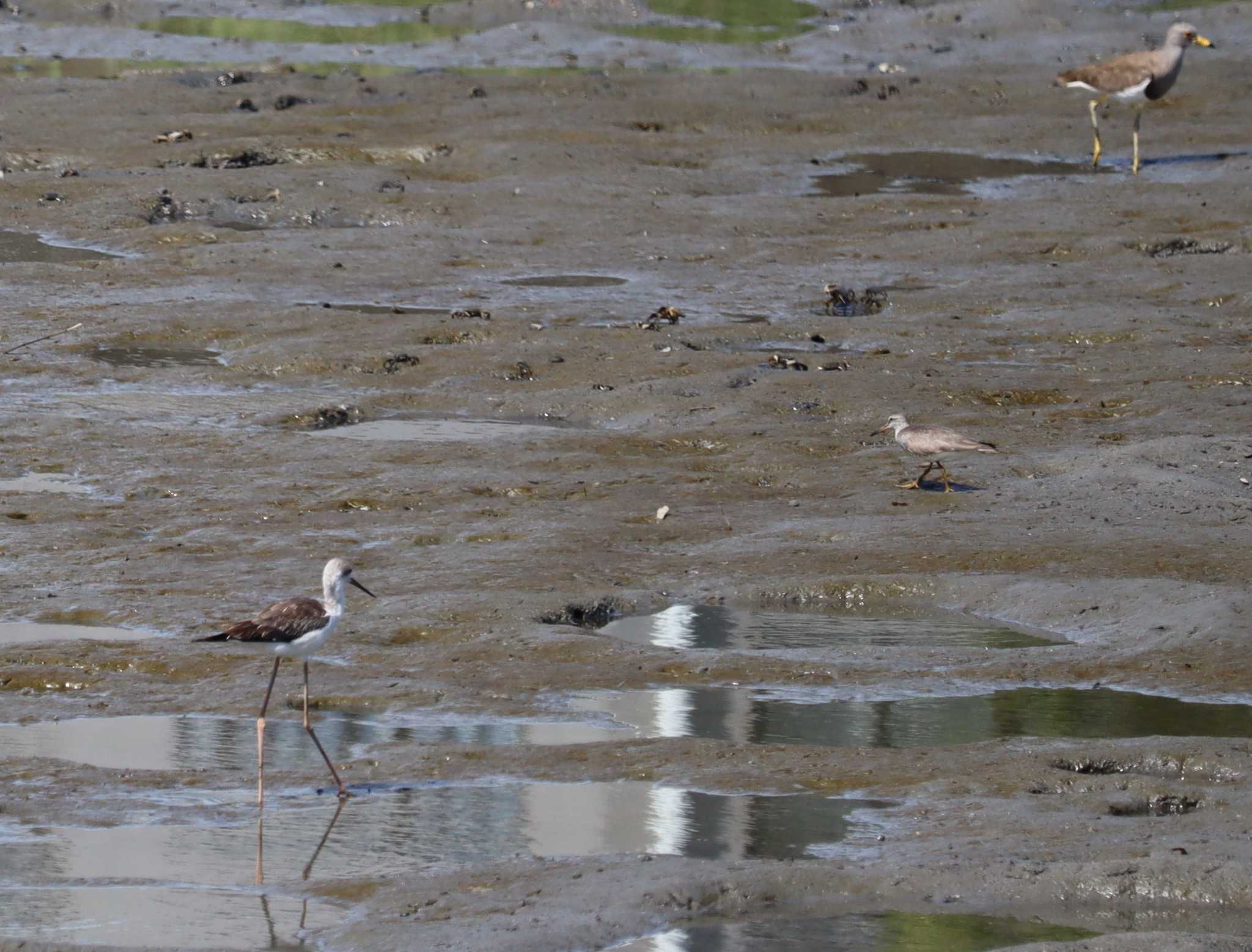 Grey-tailed Tattler