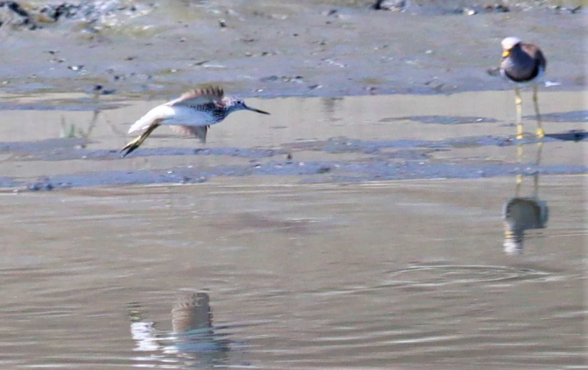 Grey-headed Lapwing