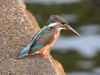 Common Kingfisher ふなだまり Sun, 7/31/2022