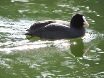 Eurasian Coot Osaka castle park Fri, 1/19/2018