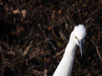 Little Egret Osaka castle park Fri, 1/19/2018