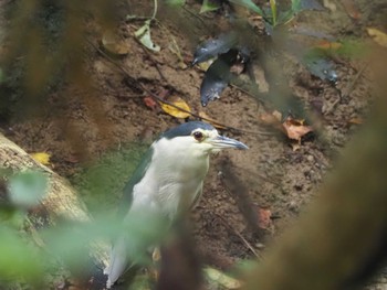 Black-crowned Night Heron Miyako Island Sat, 7/16/2022