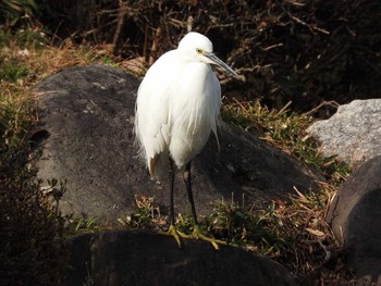 Little Egret Osaka castle park Fri, 1/19/2018