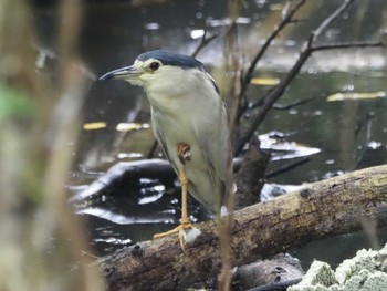 Black-crowned Night Heron Miyako Island Sat, 7/16/2022