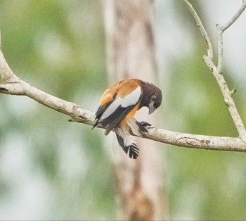 Rufous Treepie Bang Phra Non-Hunting area Mon, 8/1/2022