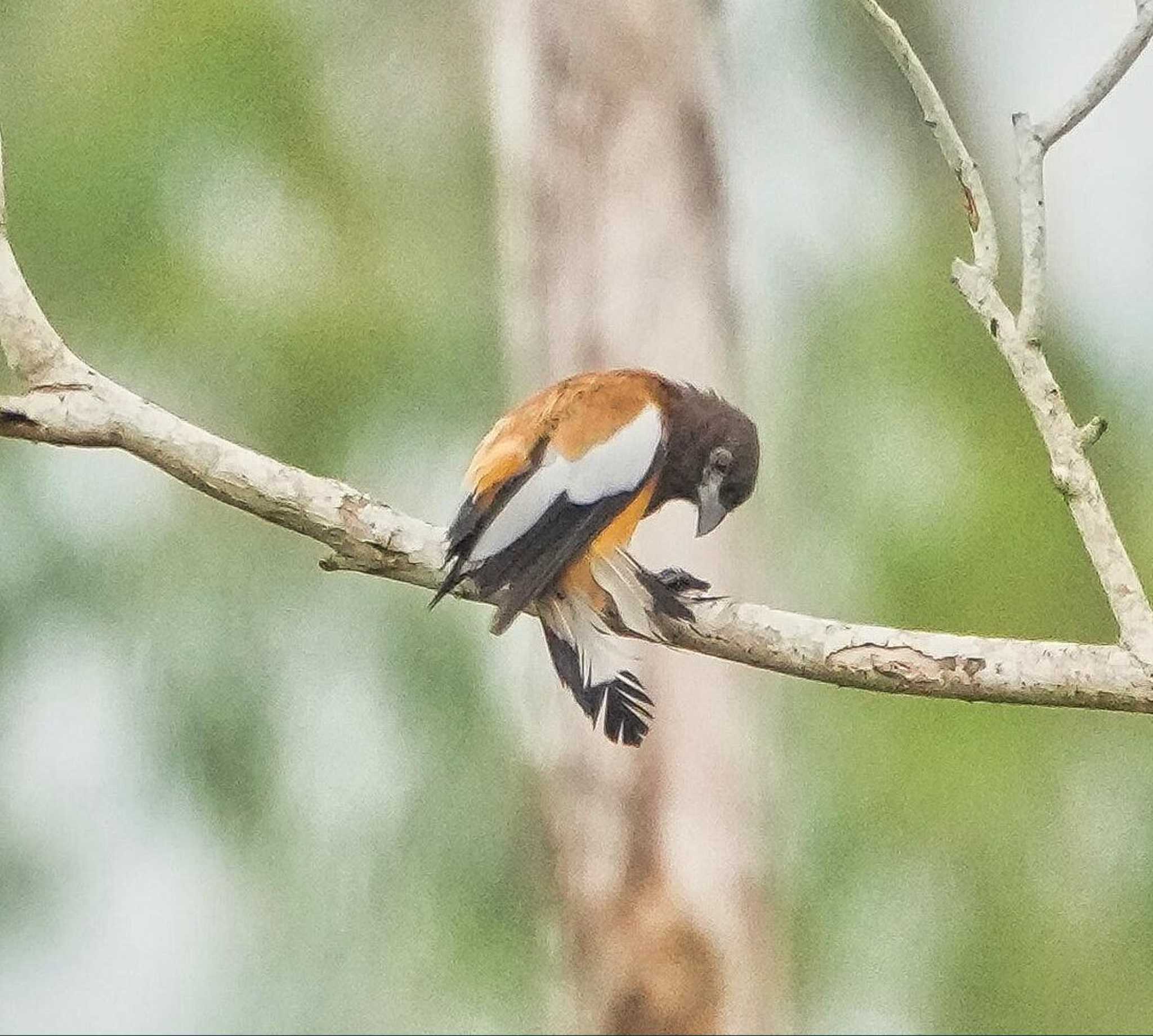 Rufous Treepie