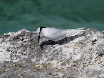 Black-naped Tern Miyako Island Thu, 7/14/2022