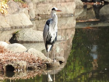 Fri, 1/19/2018 Birding report at Osaka castle park