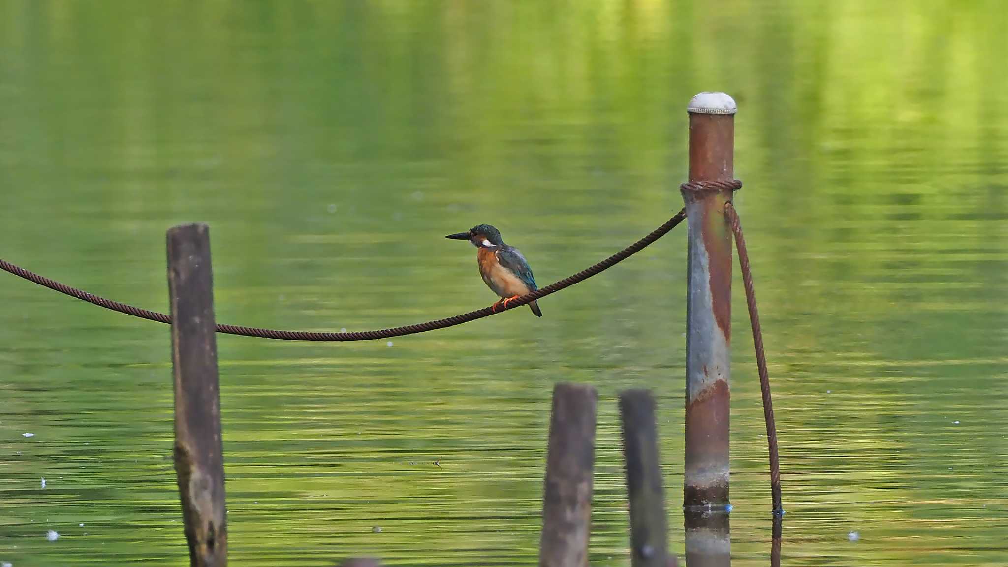 カワセミ