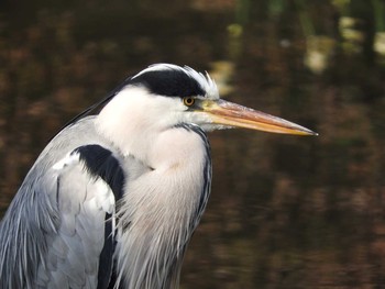 Grey Heron Osaka castle park Fri, 1/19/2018