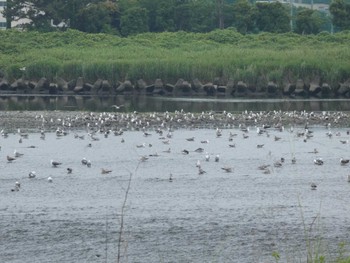 Sat, 6/18/2022 Birding report at 酒匂川河口