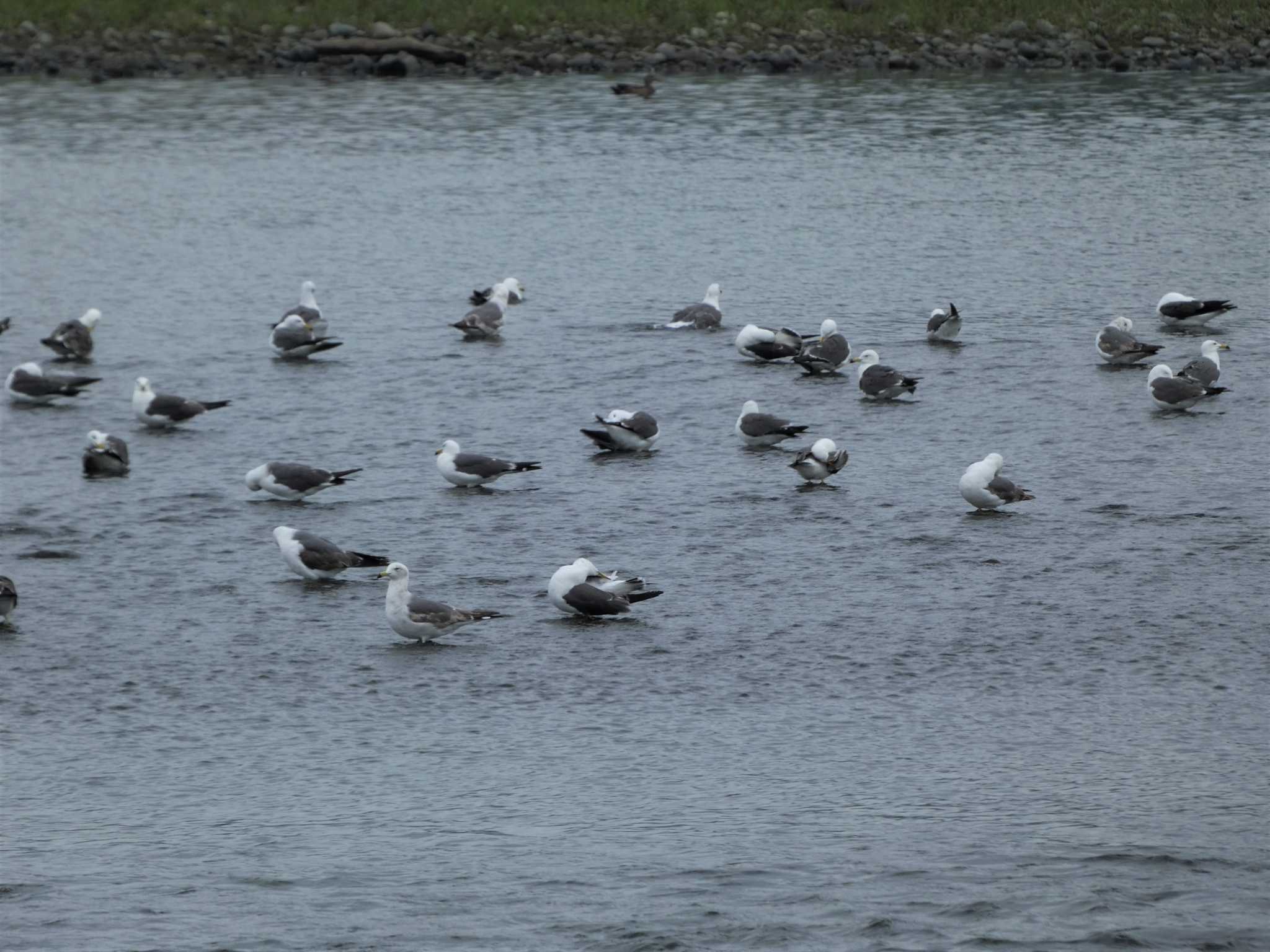 Black-tailed Gull