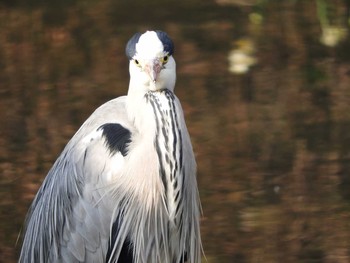 Grey Heron Osaka castle park Fri, 1/19/2018