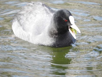 Eurasian Coot Osaka castle park Fri, 1/19/2018