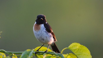 Amur Stonechat 北海道  Sat, 7/30/2022