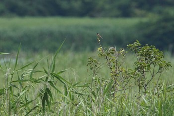 コジュリン 利根川 2022年7月20日(水)