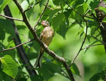 Meadow Bunting 秩父 Sat, 7/23/2022