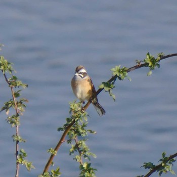 Meadow Bunting 多摩川二ヶ領宿河原堰 Sun, 1/21/2018