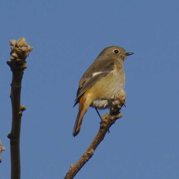 2018年1月21日(日) 多摩川二ヶ領宿河原堰の野鳥観察記録