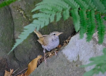 ウグイス 東京都立桜ヶ丘公園(聖蹟桜ヶ丘) 2022年7月31日(日)