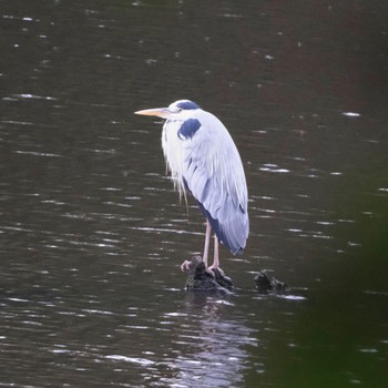 Grey Heron Nishioka Park Tue, 8/2/2022