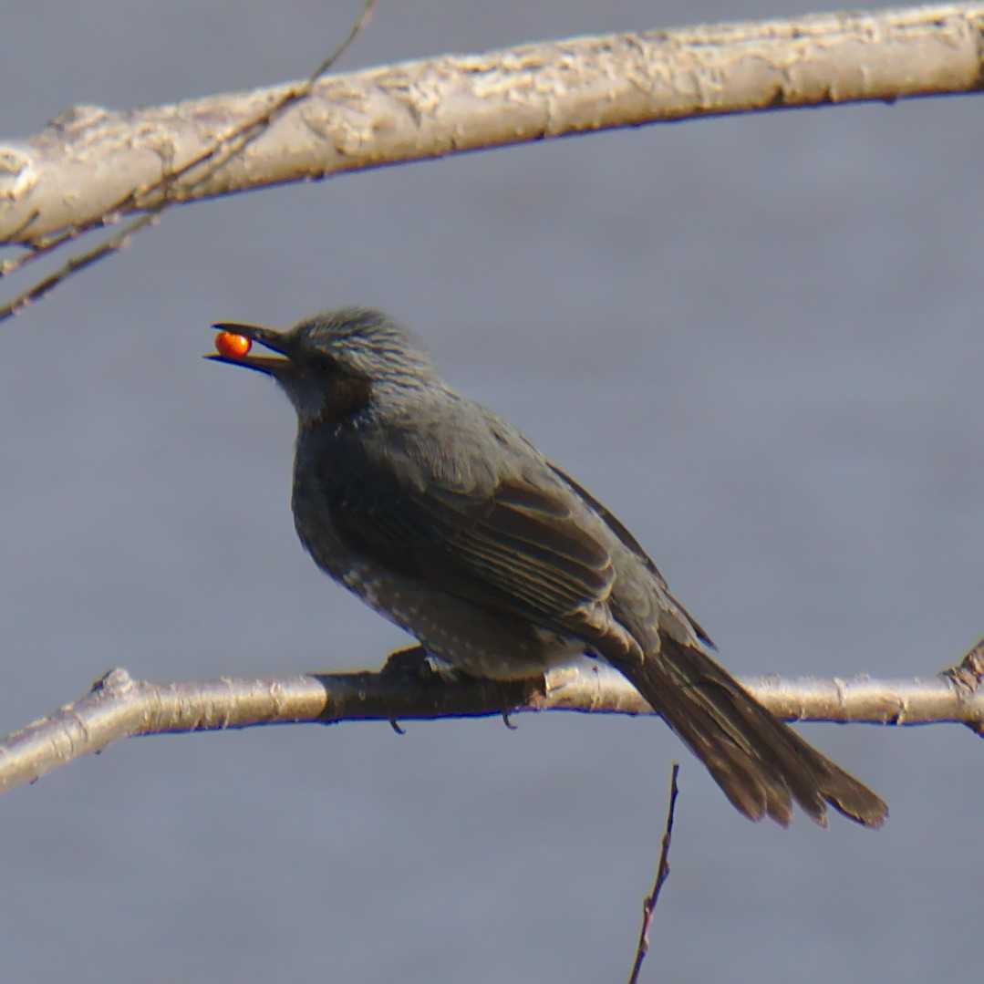 Brown-eared Bulbul