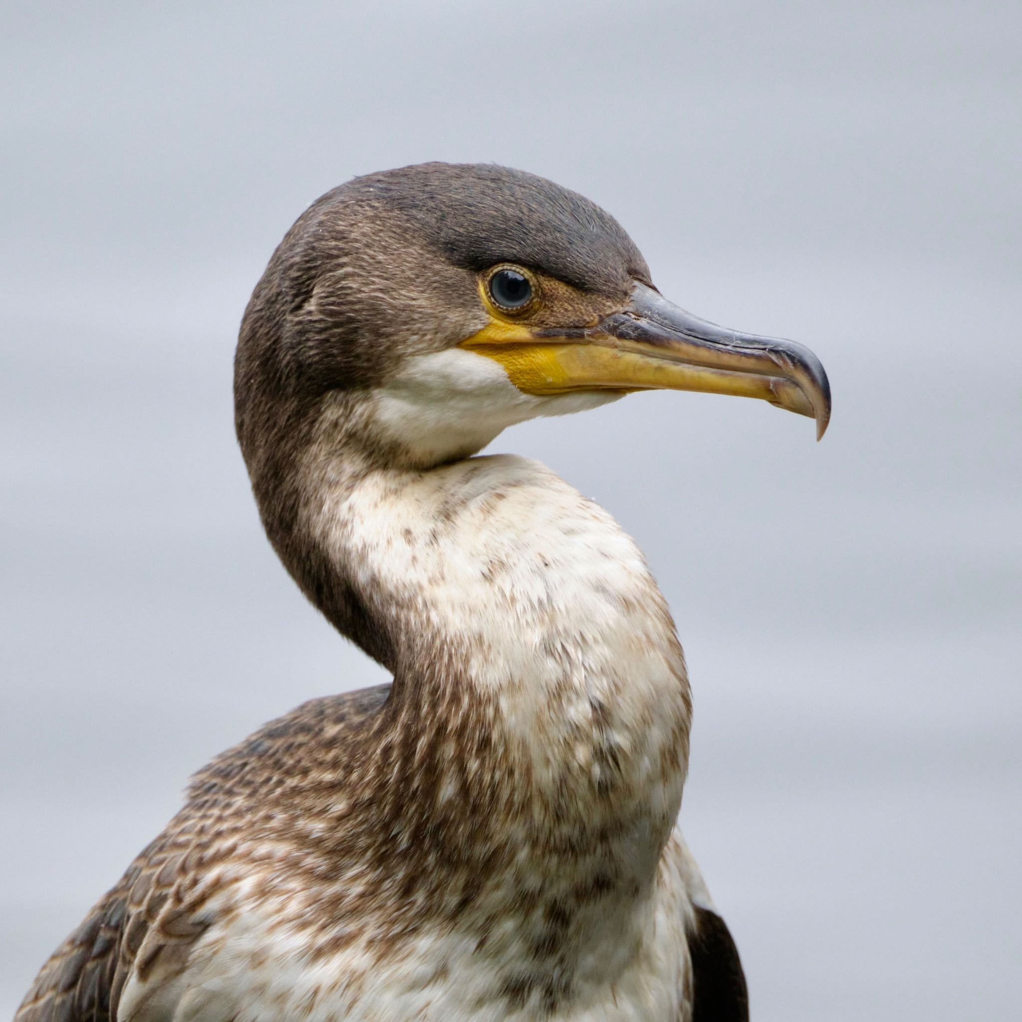 Photo of Japanese Cormorant at Nishioka Park by haha.9535