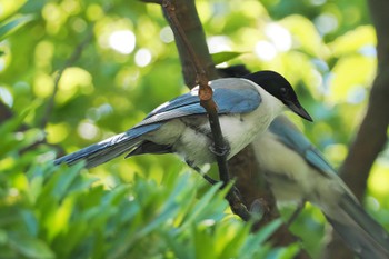 Azure-winged Magpie Kasai Rinkai Park Sun, 7/31/2022