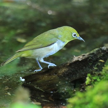 メジロ 西湖野鳥の森公園 2022年8月2日(火)