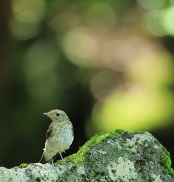 キビタキ 西湖野鳥の森公園 2022年8月2日(火)