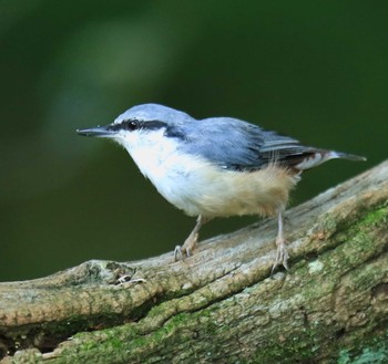 ゴジュウカラ 西湖野鳥の森公園 2022年8月2日(火)