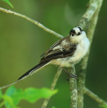 エナガ 西湖野鳥の森公園 2022年8月2日(火)