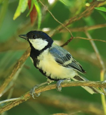 シジュウカラ 西湖野鳥の森公園 2022年8月2日(火)