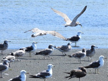 ウミネコ 花水川河口 2022年8月2日(火)