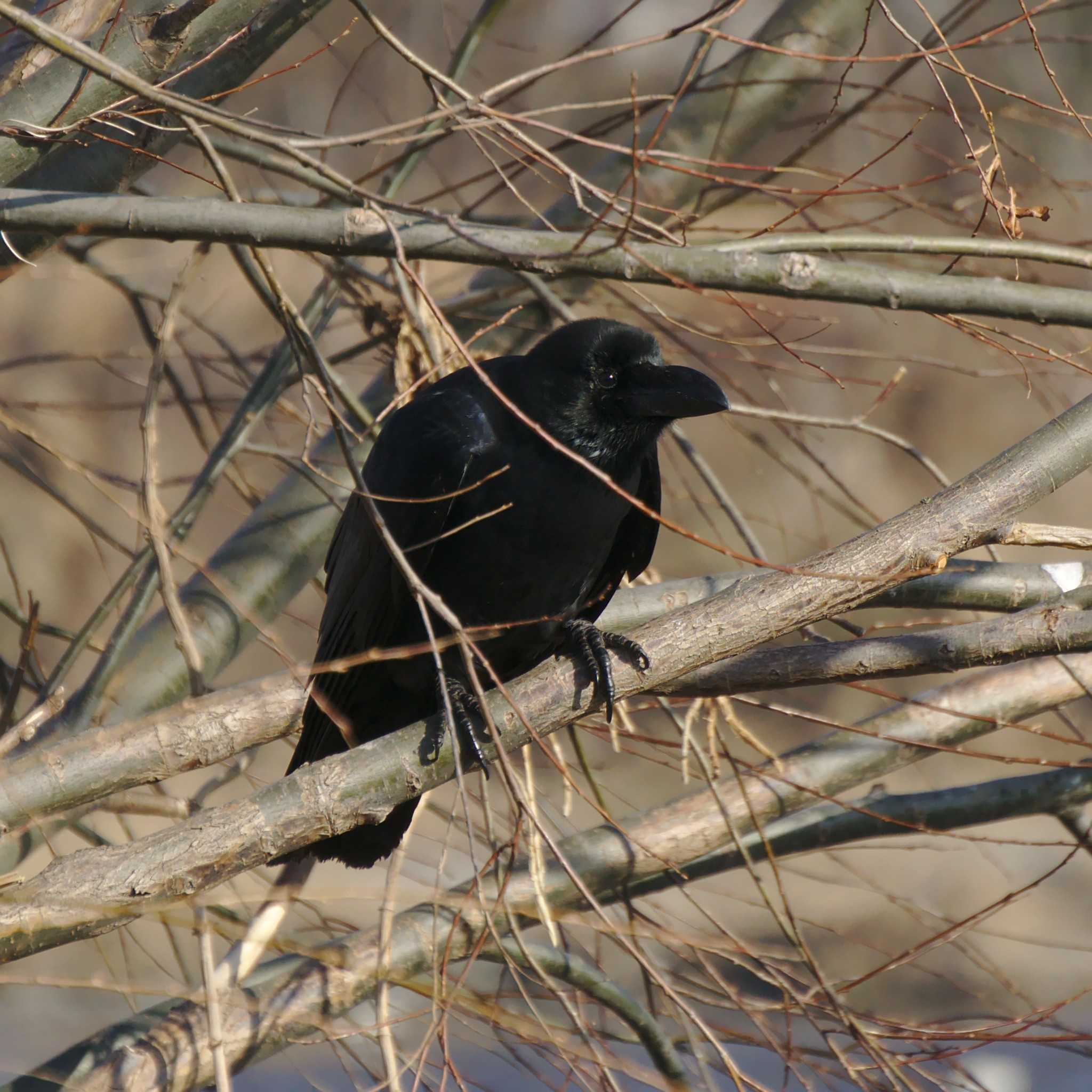 Large-billed Crow