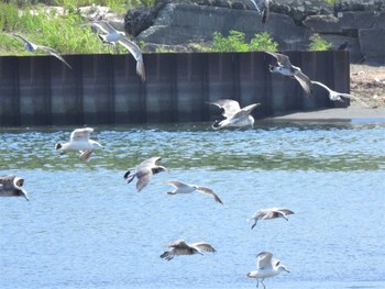 ウミネコ 花水川河口 2022年8月2日(火)