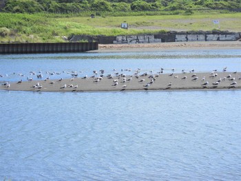 ウミネコ 花水川河口 2022年8月2日(火)