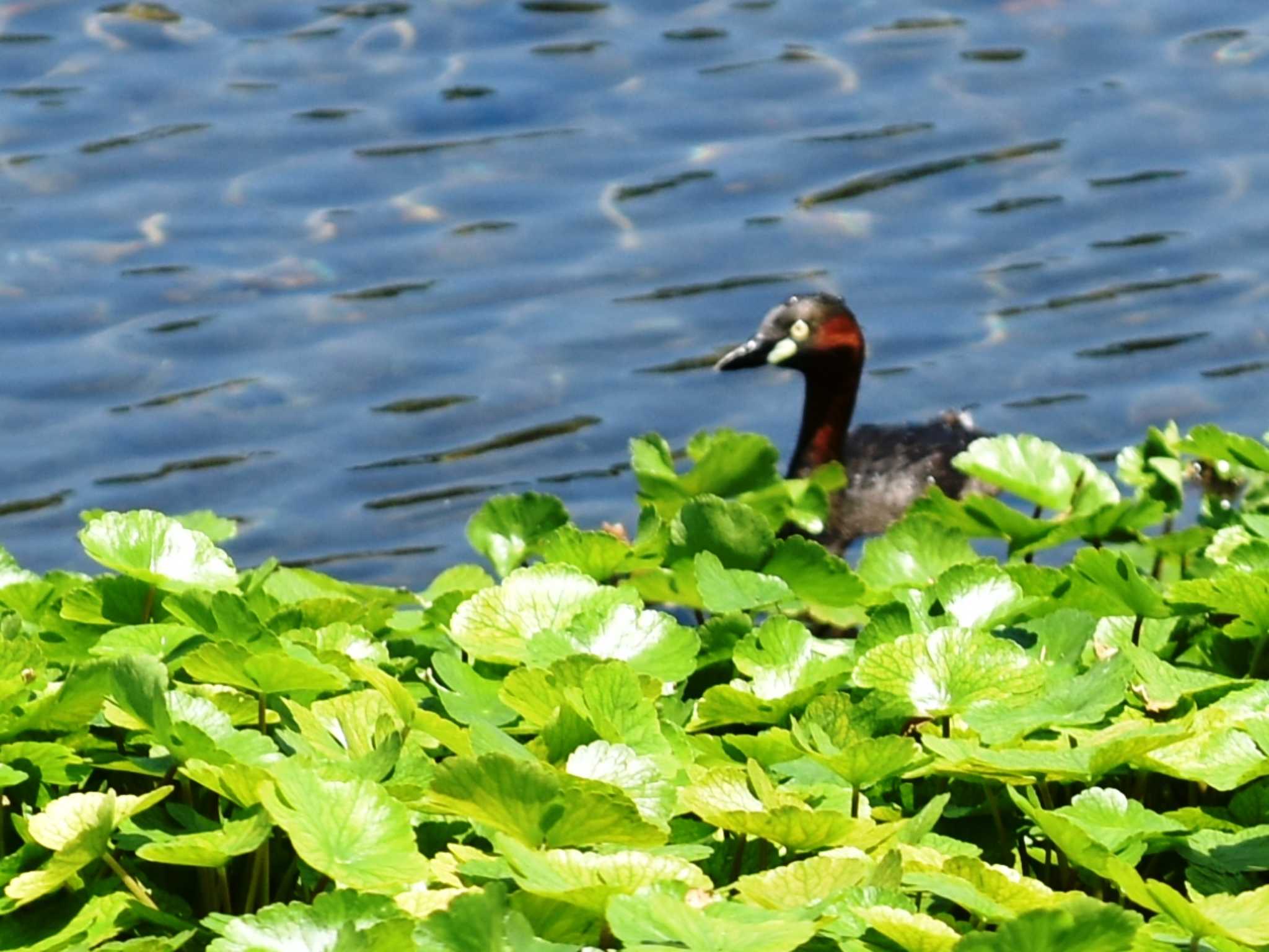 カイツブリ