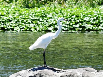 2022年8月2日(火) 江津湖の野鳥観察記録