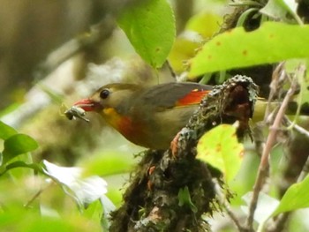 ソウシチョウ 朝霧高原 2022年7月31日(日)