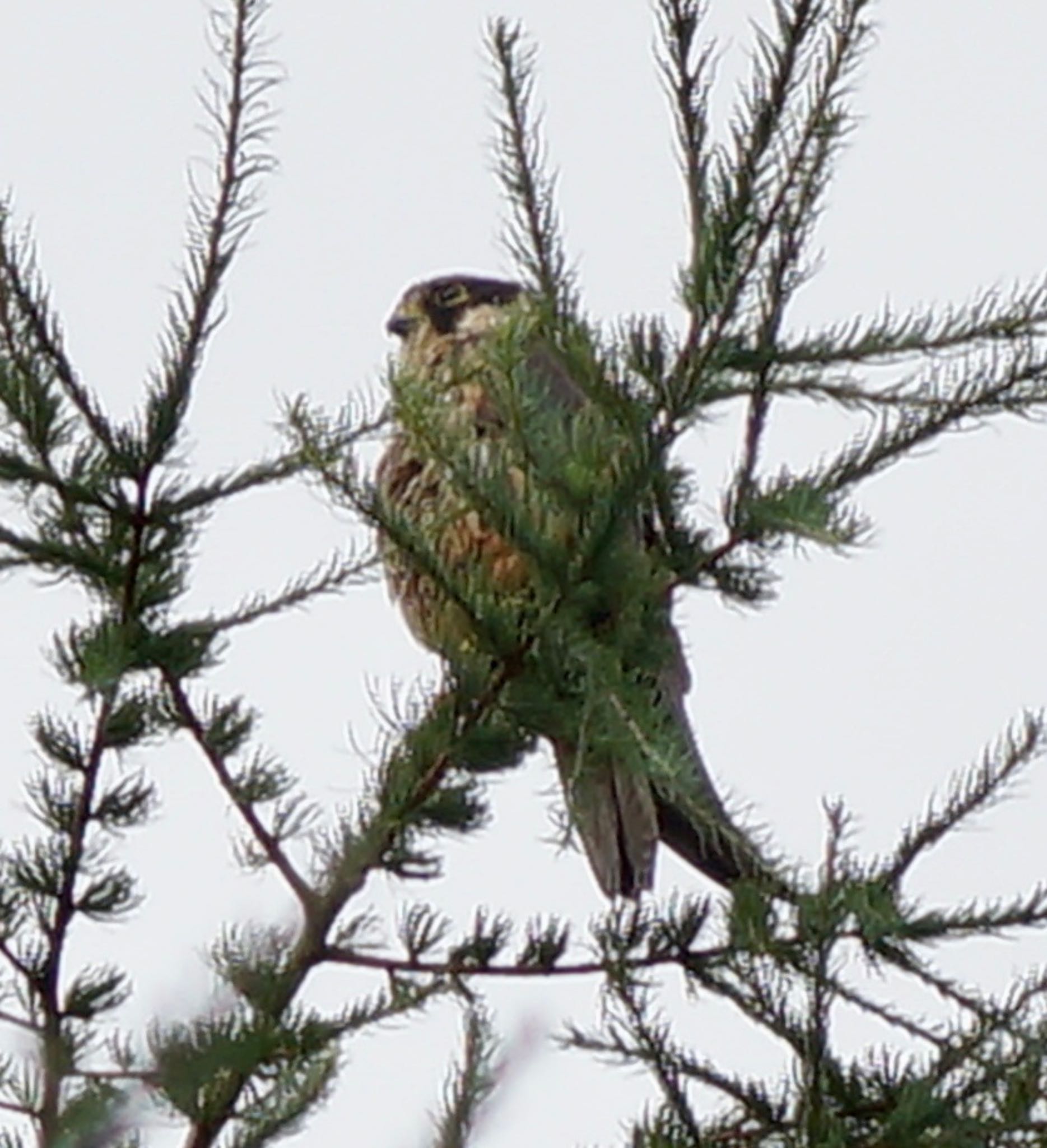 Photo of Eurasian Hobby at Makomanai Park by xuuhiro