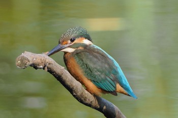 Common Kingfisher Kasai Rinkai Park Sun, 7/31/2022