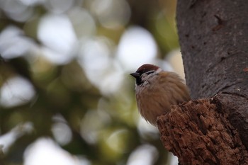 Eurasian Tree Sparrow Osaka castle park Sun, 1/21/2018