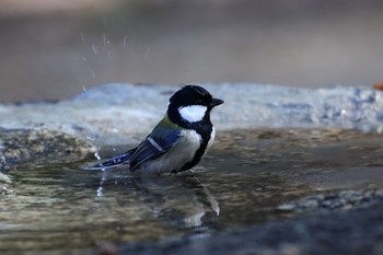 Japanese Tit Osaka castle park Sun, 1/21/2018