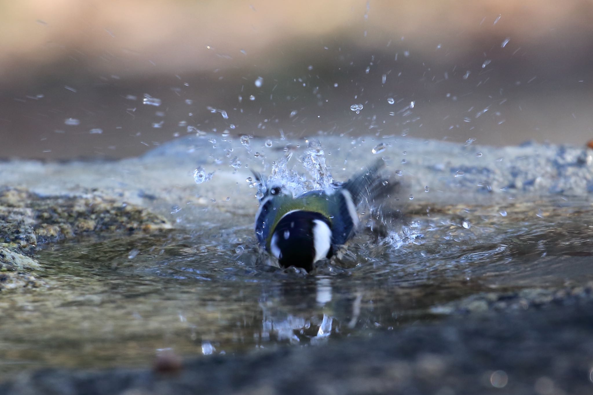 Photo of Japanese Tit at Osaka castle park by 明石のおやじ