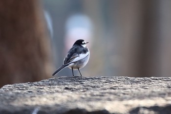 White Wagtail Osaka castle park Sun, 1/21/2018