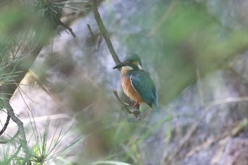 カワセミ 夙川河川敷緑地(夙川公園) 2022年7月18日(月)