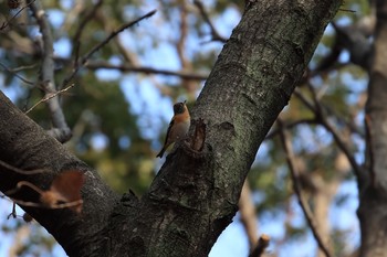 Sun, 1/21/2018 Birding report at Osaka castle park