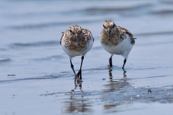 Sanderling Sambanze Tideland Sun, 7/31/2022