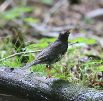 2022年8月2日(火) 大洞の水場の野鳥観察記録